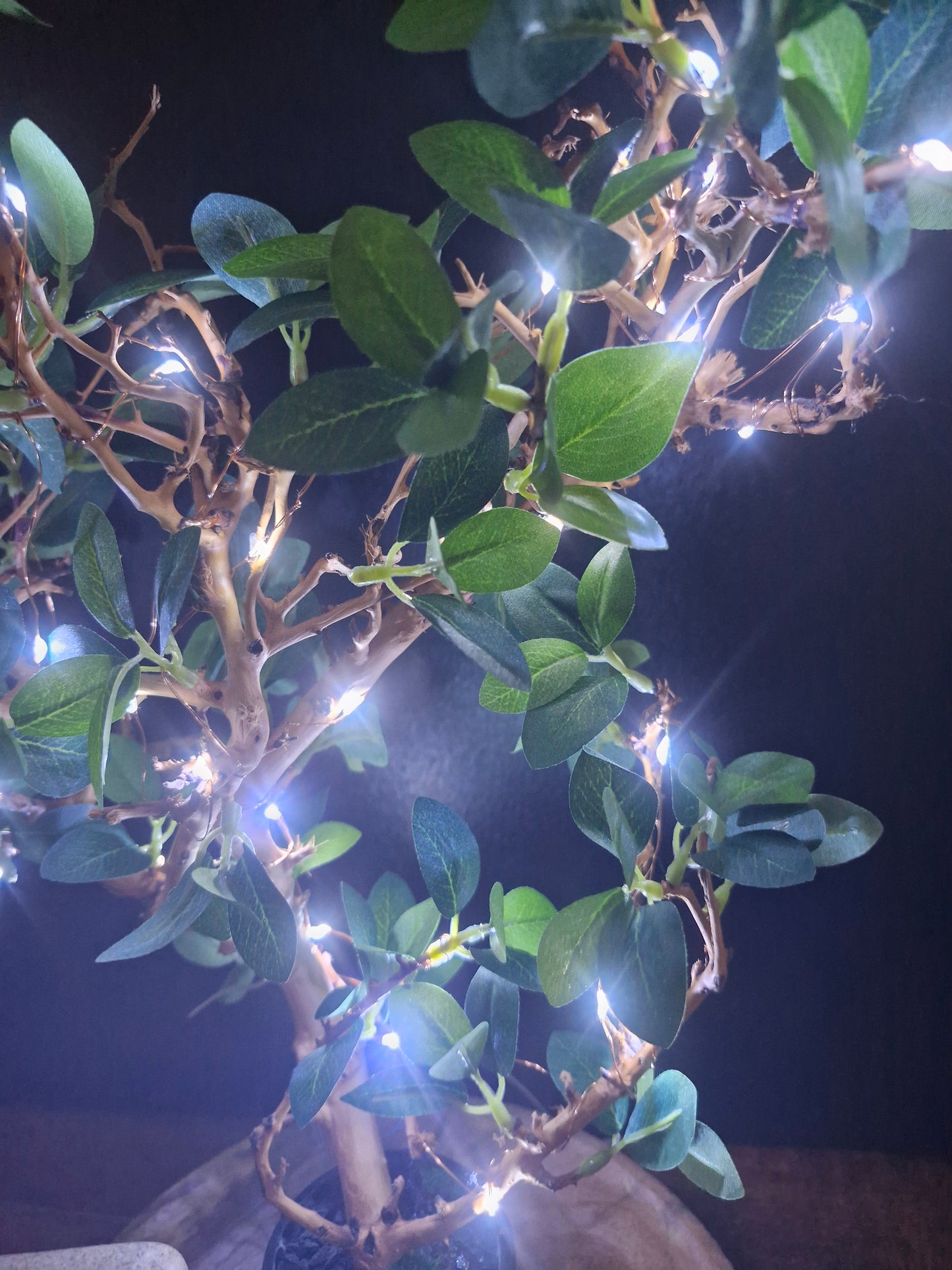 Complicité lumineuse	-	LA00024