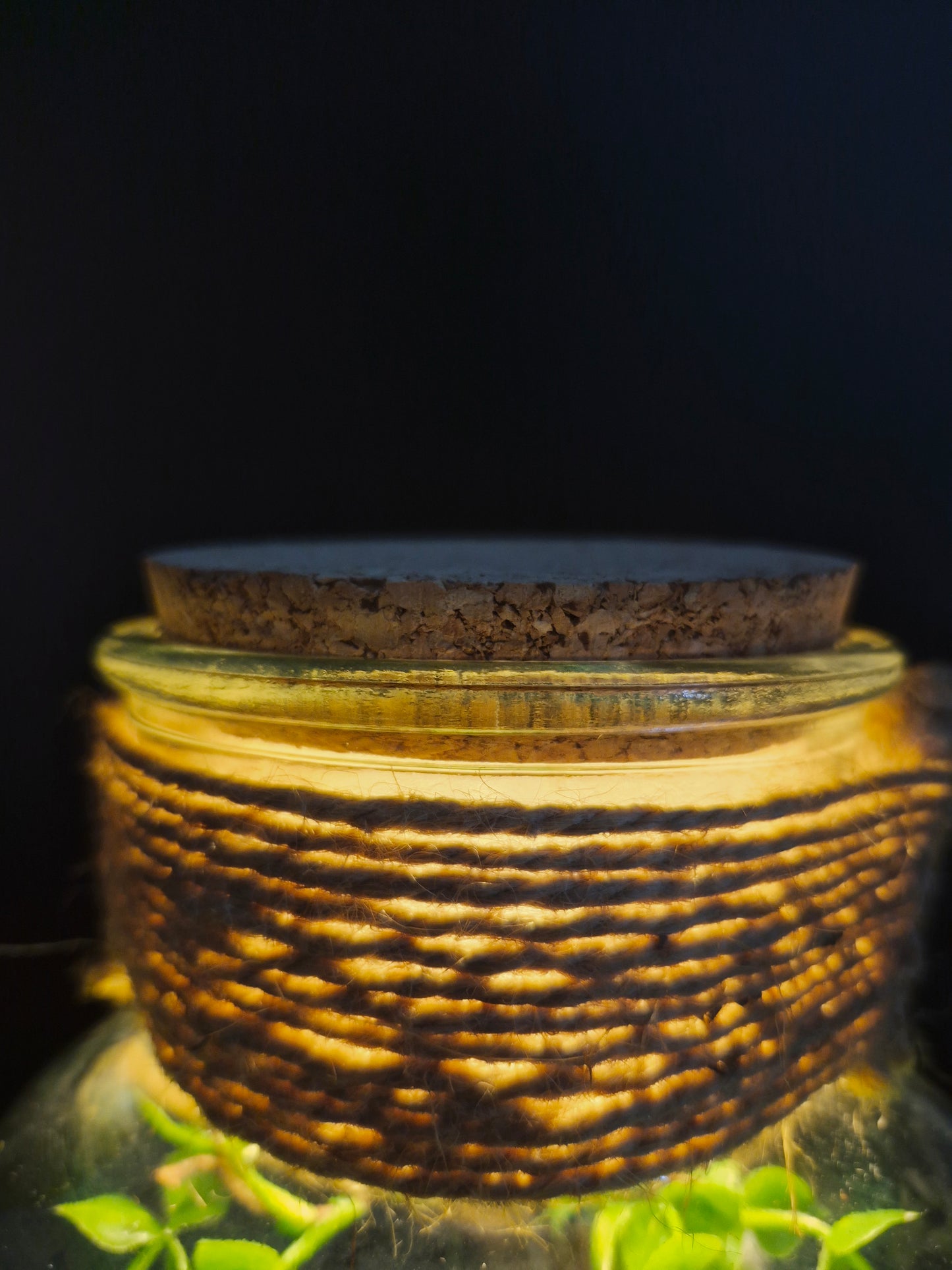 L'Eden du bouddha	-	LA00039